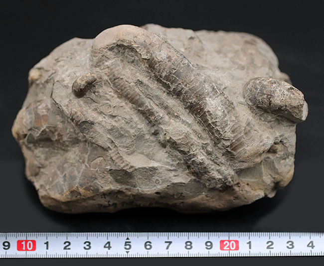 多面で化石が散見されるマルチ標本、北海道の白亜紀の地層を代表する異常巻きアンモナイト、ポリプチコセラス（Polyptychoceras yubarense）の化石（その9）