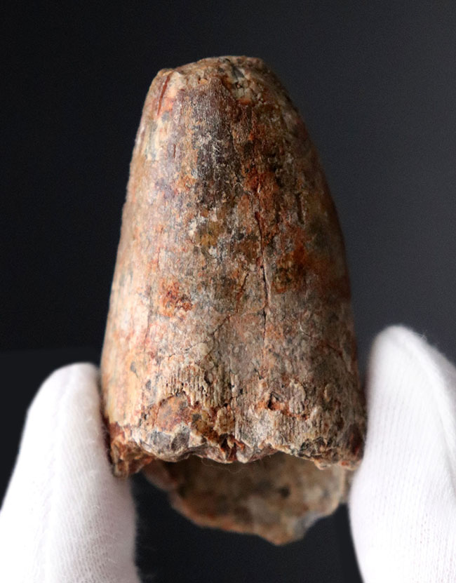 重い、太い!北アフリカの王者、特徴的なフォルムをしたスピノサウルス(Spinosaurus)のものと思しき歯化石(その2)