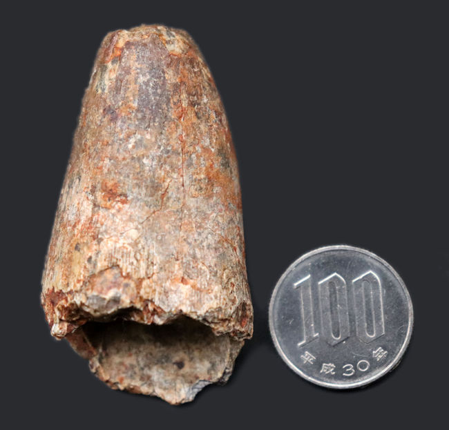 重い、太い!北アフリカの王者、特徴的なフォルムをしたスピノサウルス(Spinosaurus)のものと思しき歯化石(その6)