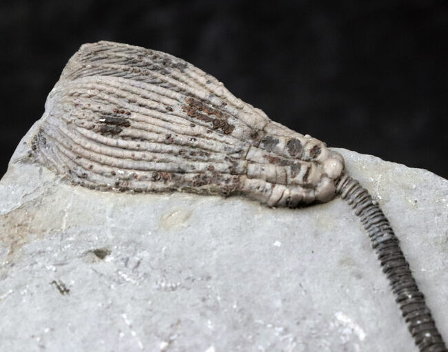 クラウンと肉茎がほぼ完璧な状態で保存！！米国インディアナで採集されたのウミユリ、マクロクリヌス（Macrocrinus mundulus）の化石（その3）