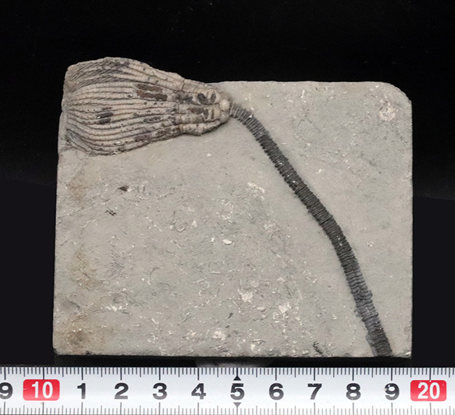 クラウンと肉茎がほぼ完璧な状態で保存！！米国インディアナで採集されたのウミユリ、マクロクリヌス（Macrocrinus mundulus）の化石（その7）