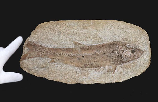 ２８センチ級、立派！ブラジル産のおよそ１億年前の古代魚、タッリアスの全身化石（その2）