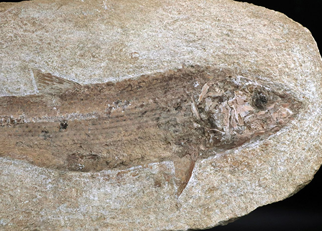 ２８センチ級、立派！ブラジル産のおよそ１億年前の古代魚、タッリアスの全身化石（その3）