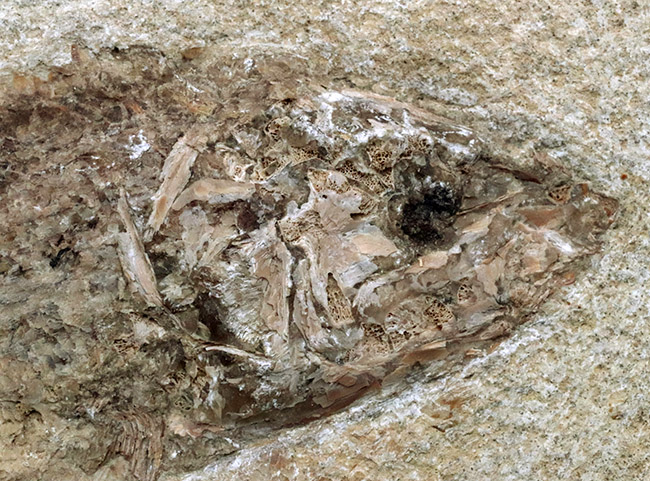 ２８センチ級、立派！ブラジル産のおよそ１億年前の古代魚、タッリアスの全身化石（その4）