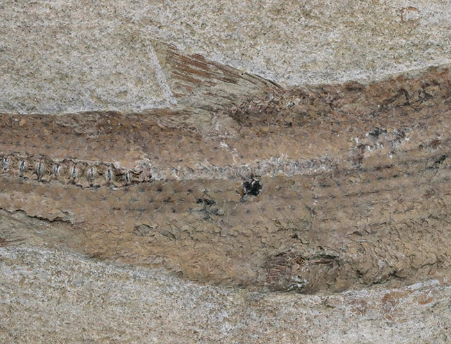 ２８センチ級、立派！ブラジル産のおよそ１億年前の古代魚、タッリアスの全身化石（その5）