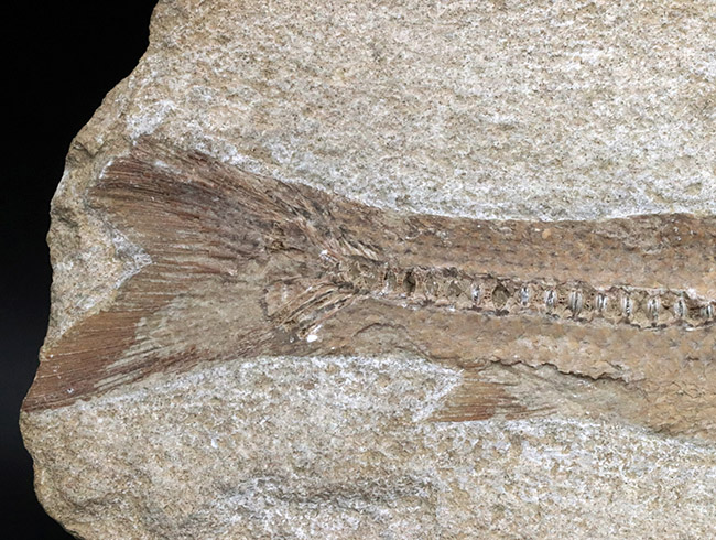 ２８センチ級、立派！ブラジル産のおよそ１億年前の古代魚、タッリアスの全身化石（その6）