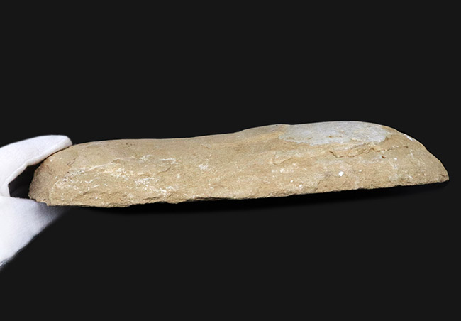 ２８センチ級、立派！ブラジル産のおよそ１億年前の古代魚、タッリアスの全身化石（その7）