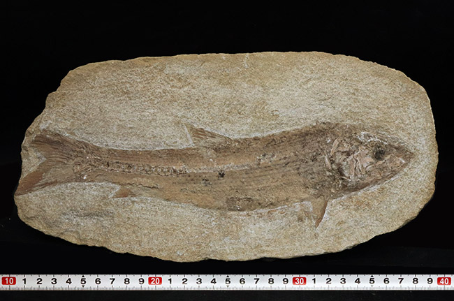 ２８センチ級、立派！ブラジル産のおよそ１億年前の古代魚、タッリアスの全身化石（その8）