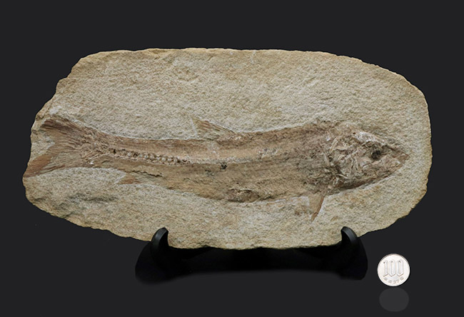 ２８センチ級、立派！ブラジル産のおよそ１億年前の古代魚、タッリアスの全身化石（その9）