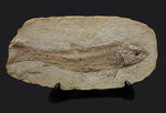 ２８センチ級、立派！ブラジル産のおよそ１億年前の古代魚、タッリアスの全身化石