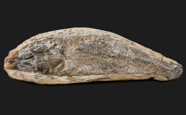 たい焼き風！ブラジルの白亜紀の地層より採集された古代魚の化石（その1）