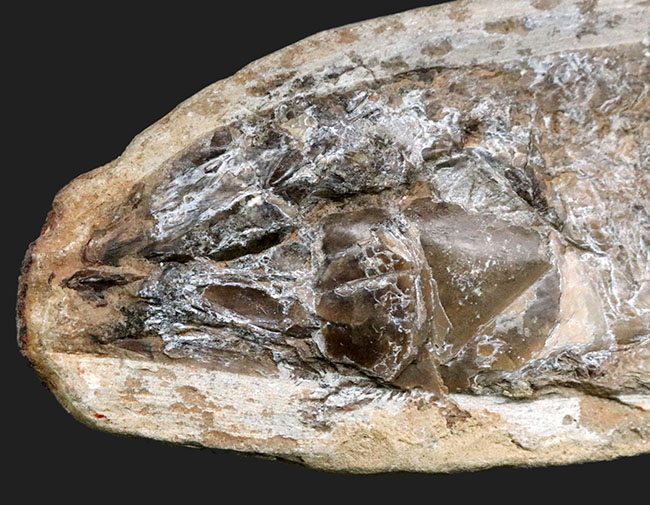 たい焼き風！ブラジルの白亜紀の地層より採集された古代魚の化石（その2）