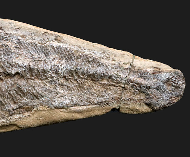 たい焼き風！ブラジルの白亜紀の地層より採集された古代魚の化石（その4）