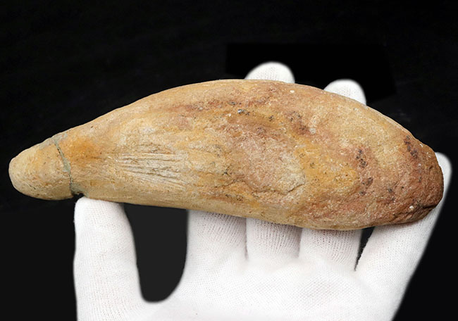 たい焼き風！ブラジルの白亜紀の地層より採集された古代魚の化石（その6）