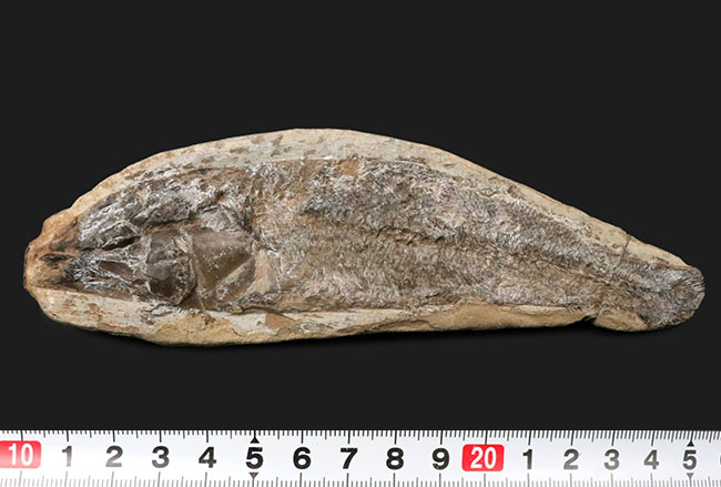 化石 古代魚 ブラジル 魚 置物 石 早い者勝ち。 | hartwellspremium.com