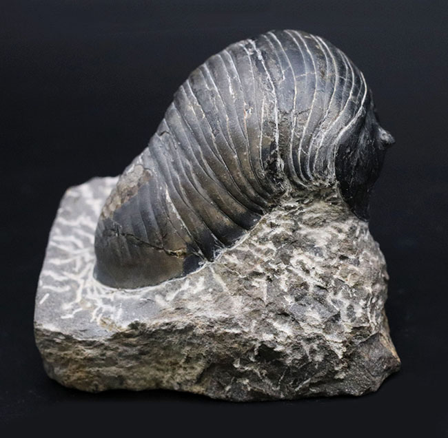 最大級！一度見たら忘れないユニークな体型、ダンゴムシのごとき三葉虫、希少パラホマロノトゥス（Parahomalonotus）の化石（その1）