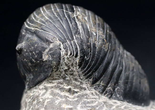 最大級！一度見たら忘れないユニークな体型、ダンゴムシのごとき三葉虫、希少パラホマロノトゥス（Parahomalonotus）の化石（その10）