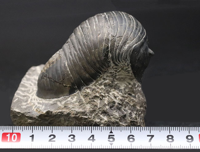 最大級!一度見たら忘れないユニークな体型、ダンゴムシのごとき三葉虫、希少パラホマロノトゥス(Parahomalonotus)の化石(その11)