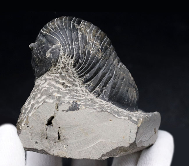 最大級！一度見たら忘れないユニークな体型、ダンゴムシのごとき三葉虫、希少パラホマロノトゥス（Parahomalonotus）の化石（その2）
