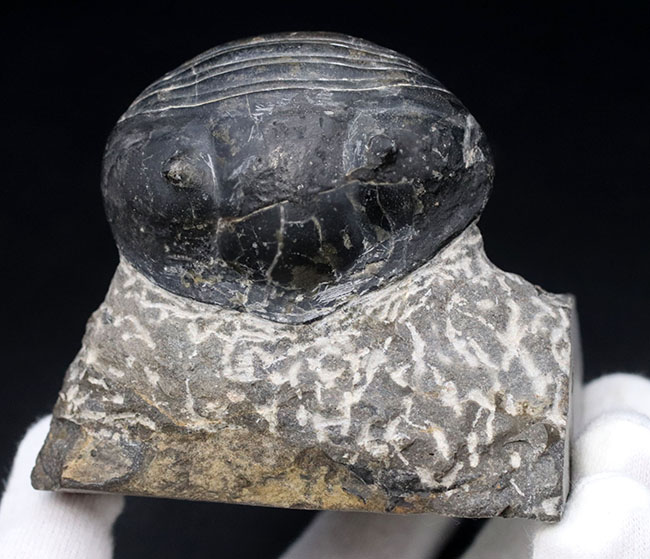 最大級！一度見たら忘れないユニークな体型、ダンゴムシのごとき三葉虫