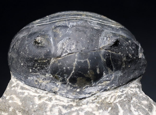 最大級！一度見たら忘れないユニークな体型、ダンゴムシのごとき三葉虫、希少パラホマロノトゥス（Parahomalonotus）の化石（その4）