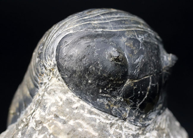 最大級！一度見たら忘れないユニークな体型、ダンゴムシのごとき三葉虫