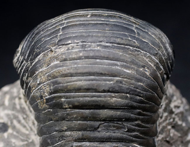 最大級！一度見たら忘れないユニークな体型、ダンゴムシのごとき三葉虫