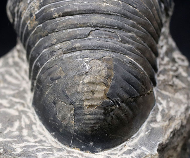 最大級！一度見たら忘れないユニークな体型、ダンゴムシのごとき三葉虫