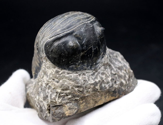 最大級！一度見たら忘れないユニークな体型、ダンゴムシのごとき三葉虫