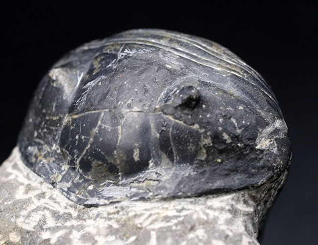 最大級！一度見たら忘れないユニークな体型、ダンゴムシのごとき三葉虫、希少パラホマロノトゥス（Parahomalonotus）の化石（その9）