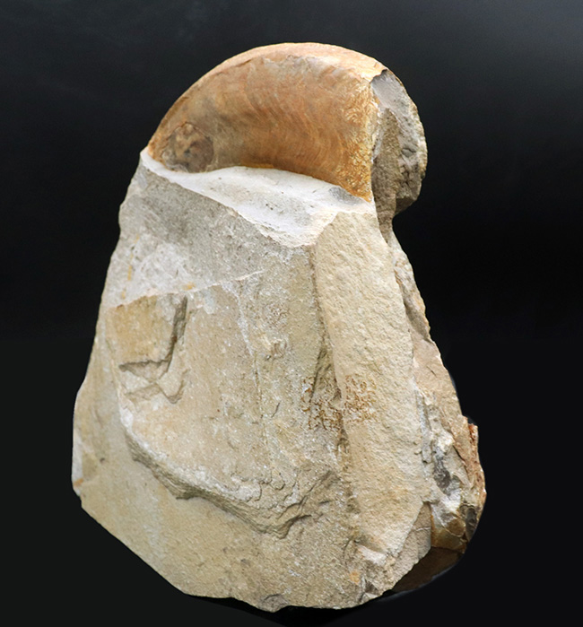 直径最大部２３センチ、フランス産のジュラ紀のアンモナイト、ヒルドセラスの大型標本（その5）