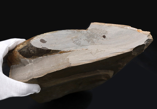 直径最大部２３センチ、フランス産のジュラ紀のアンモナイト、ヒルドセラスの大型標本（その7）