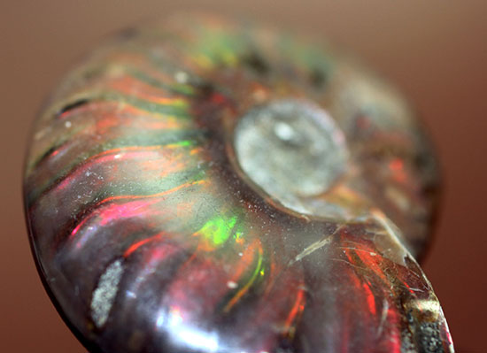マダガスカル産の、最も典型的なイリデッセンス(iridescence)アンモナイト(Ammonite)(その1)
