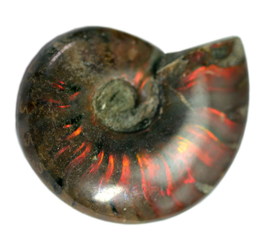 マダガスカル産の、最も典型的なイリデッセンス（iridescence）アンモナイト(Ammonite)（その2）