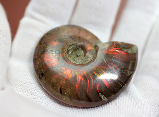 マダガスカル産の、最も典型的なイリデッセンス（iridescence）アンモナイト(Ammonite)（その3）