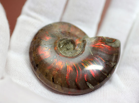 マダガスカル産の、最も典型的なイリデッセンス(iridescence)アンモナイト(Ammonite)(その3)