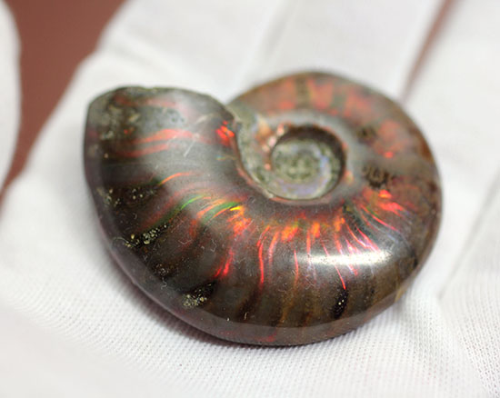 マダガスカル産の、最も典型的なイリデッセンス（iridescence）アンモナイト(Ammonite)（その4）