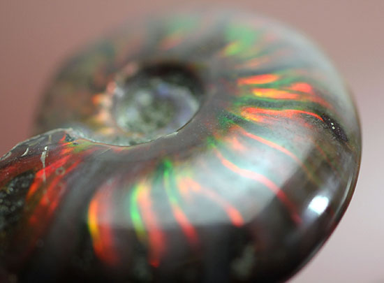 マダガスカル産の、最も典型的なイリデッセンス(iridescence)アンモナイト(Ammonite)(その5)