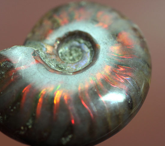 マダガスカル産の、最も典型的なイリデッセンス（iridescence）アンモナイト(Ammonite)（その6）