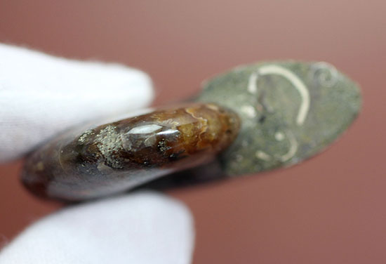 マダガスカル産の、最も典型的なイリデッセンス（iridescence）アンモナイト(Ammonite)（その7）