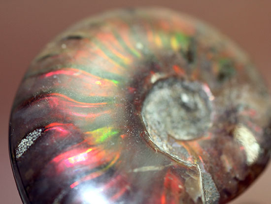 マダガスカル産の、最も典型的なイリデッセンス(iridescence)アンモナイト(Ammonite)(その8)