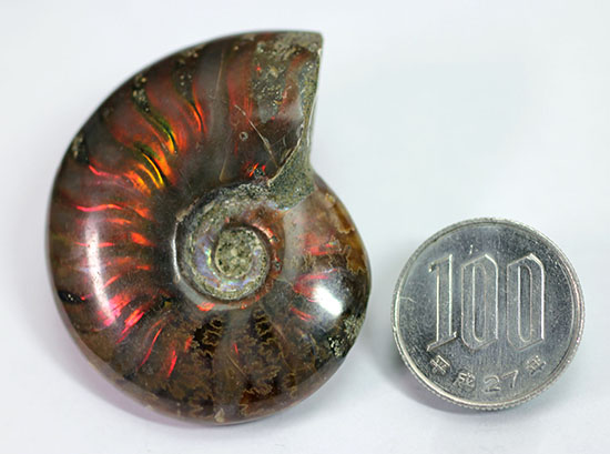 マダガスカル産の、最も典型的なイリデッセンス（iridescence）アンモナイト(Ammonite)（その9）
