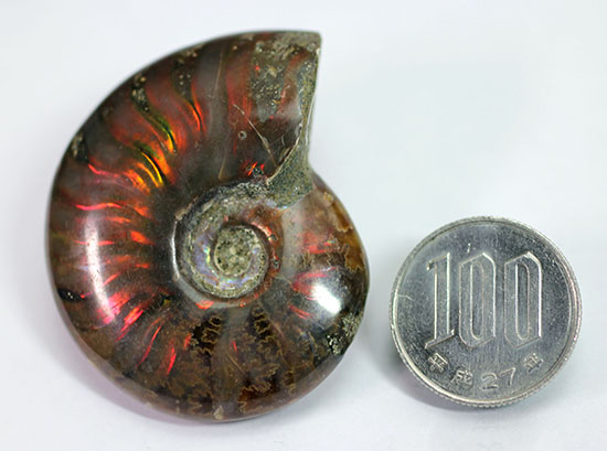 マダガスカル産の、最も典型的なイリデッセンス(iridescence)アンモナイト(Ammonite)(その9)