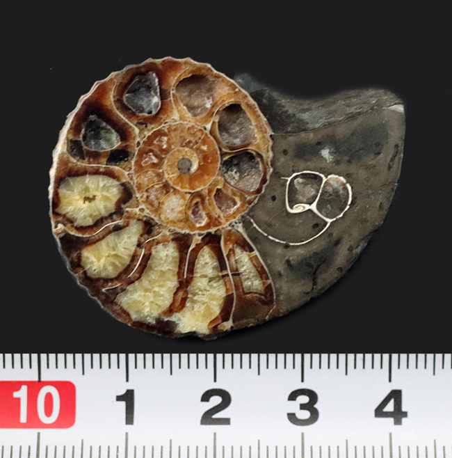 ディスコスカフィテス アンモナイト 化石 アンモナイト ディスコスカフィテス属の化石 | kulif 化石 富貴