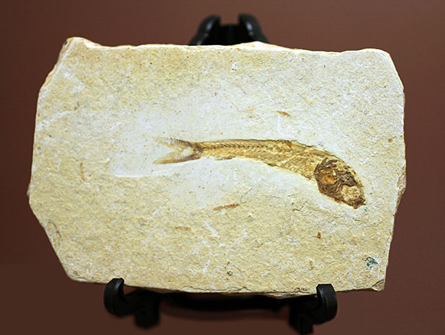 全景がクッキリ保存！白亜紀の絶滅魚化石、ダスティルベ(Dastilbe)（その1）