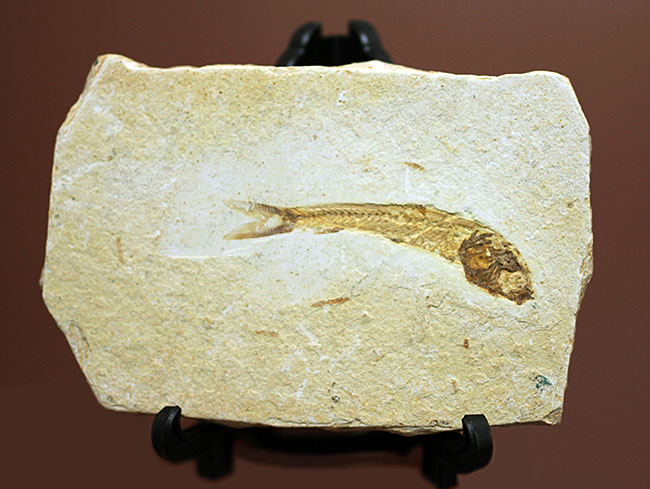全景がクッキリ保存!白亜紀の絶滅魚化石、ダスティルベ(Dastilbe)(その1)