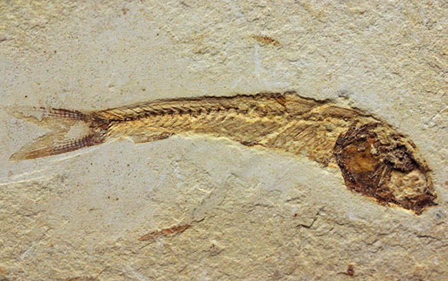 全景がクッキリ保存！白亜紀の絶滅魚化石、ダスティルベ(Dastilbe)（その2）