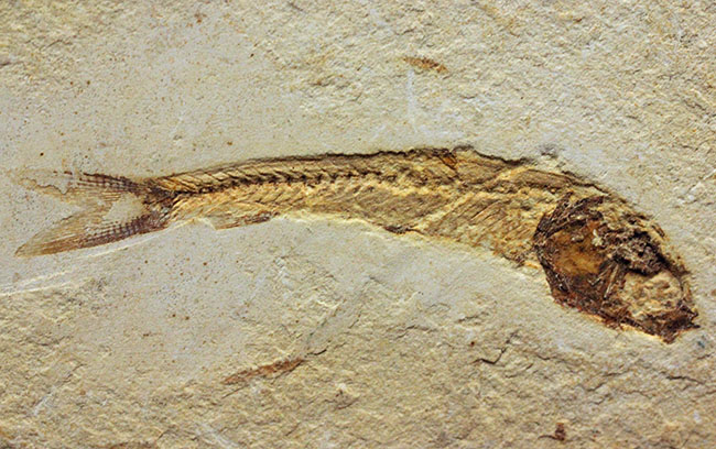 全景がクッキリ保存!白亜紀の絶滅魚化石、ダスティルベ(Dastilbe)(その2)