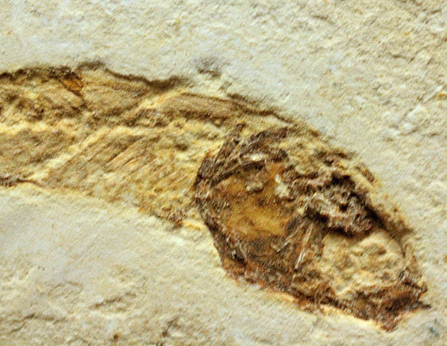 全景がクッキリ保存!白亜紀の絶滅魚化石、ダスティルベ(Dastilbe)(その3)