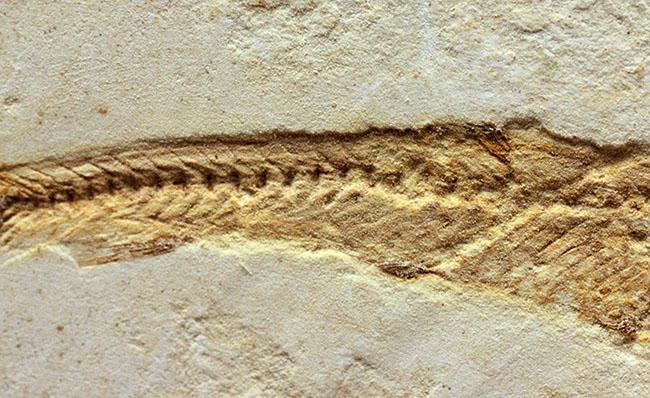 全景がクッキリ保存!白亜紀の絶滅魚化石、ダスティルベ(Dastilbe)(その4)